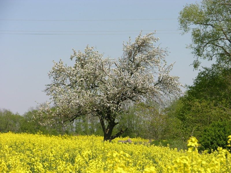 Sodybos aplinka