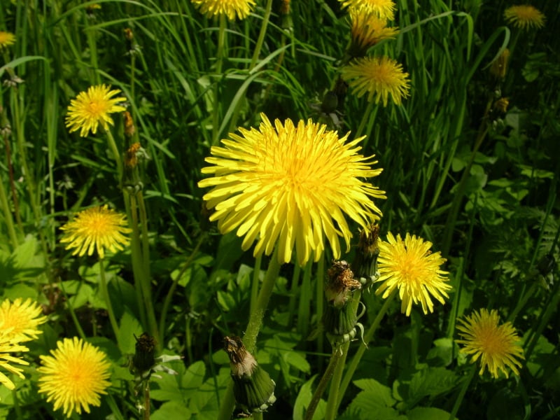 Sodybos aplinka